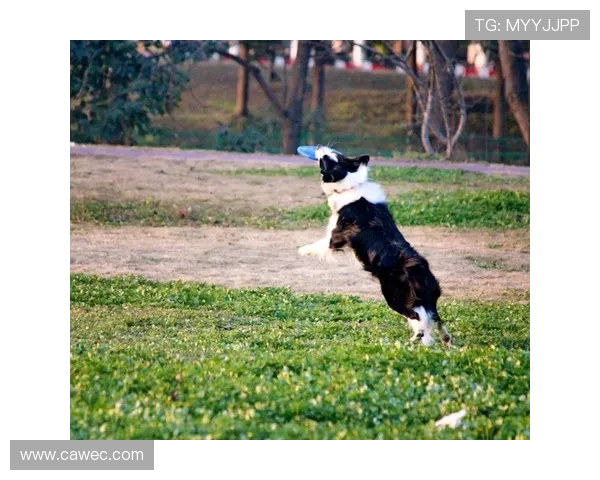 王强独家分享飞盘心得与技巧助你成为飞盘高手的必备指南 王强独家分享飞盘心得与技巧助你成为飞盘高手的必备指南
